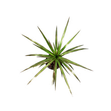 Load image into Gallery viewer, Dracaena, 6in, Marginata Magenta
