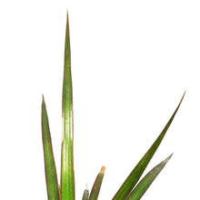 Load image into Gallery viewer, Dracaena, 6in, Marginata Magenta