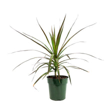 Load image into Gallery viewer, Dracaena, 6in, Marginata Magenta