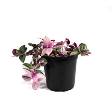 Load image into Gallery viewer, Tradescantia, 4in, Quadricolor