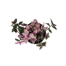 Load image into Gallery viewer, Tradescantia, 4in, Quadricolor