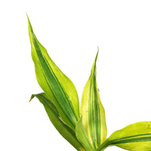 Load image into Gallery viewer, Dracaena, 4in, Sanderiana Golden Ribbon Plant