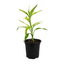 Load image into Gallery viewer, Dracaena, 4in, Sanderiana Golden Ribbon Plant