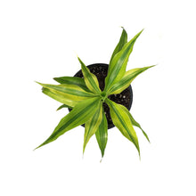 Load image into Gallery viewer, Dracaena, 4in, Sanderiana Golden Ribbon Plant