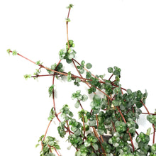 Load image into Gallery viewer, Pilea, 4in, Silver Sparkle
