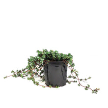 Load image into Gallery viewer, Pilea, 4in, Silver Sparkle