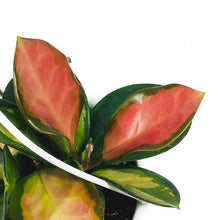 Load image into Gallery viewer, Hoya, 4.5in Hanging Basket, Australis Lisa