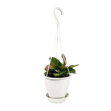 Load image into Gallery viewer, Hoya, 4.5in Hanging Basket, Australis Lisa