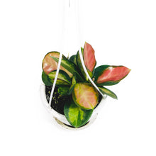 Load image into Gallery viewer, Hoya, 4.5in Hanging Basket, Australis Lisa