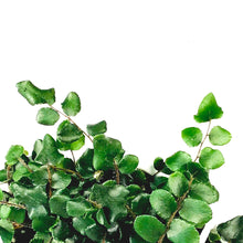 Load image into Gallery viewer, Fern, 4.5in Hanging Basket, Button
