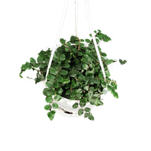 Load image into Gallery viewer, Fern, 4.5in Hanging Basket, Button