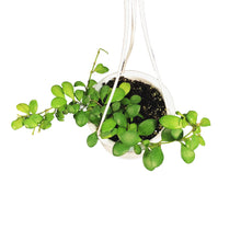 Load image into Gallery viewer, Hoya, 4.5in Hanging Basket, Heuschkeliana Yellow