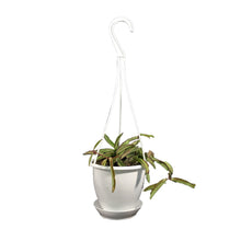 Load image into Gallery viewer, Hoya, 4.5in Hanging Basket, Wayetii
