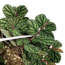 Load image into Gallery viewer, Pellionia, 4.5in Hanging Basket, Polynesian Ivy
