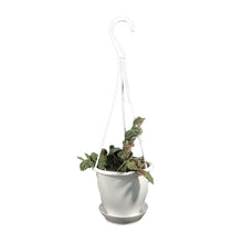 Load image into Gallery viewer, Pellionia, 4.5in Hanging Basket, Polynesian Ivy