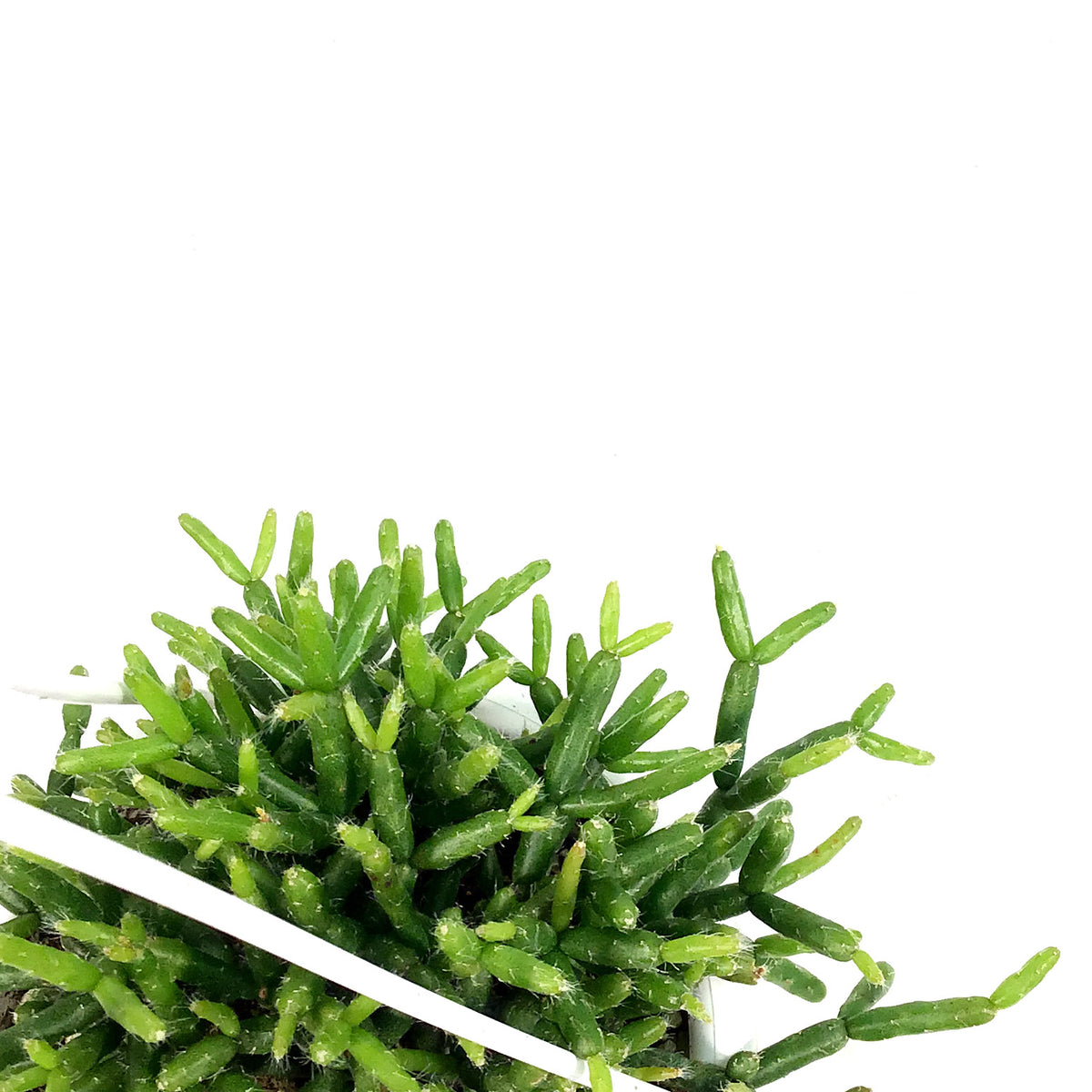 Cactus, 4.5in, Rhipsalis Mistletoe