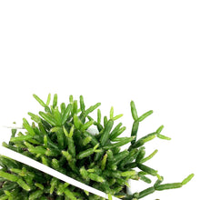 Load image into Gallery viewer, Cactus, 4.5in, Rhipsalis Mistletoe