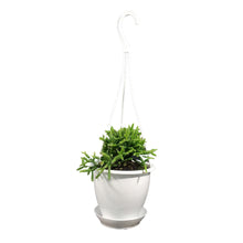 Load image into Gallery viewer, Cactus, 4.5in, Rhipsalis Mistletoe