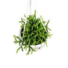 Load image into Gallery viewer, Cactus, 4.5in, Rhipsalis Mistletoe