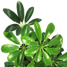 Load image into Gallery viewer, Schefflera, 4in, Arboricola Green Mini