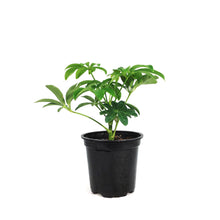 Load image into Gallery viewer, Schefflera, 4in, Arboricola Green Mini