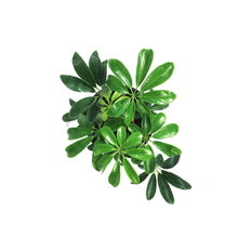 Load image into Gallery viewer, Schefflera, 4in, Arboricola Green Mini