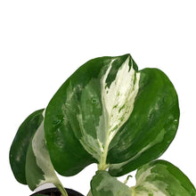 Load image into Gallery viewer, Pothos, 4in, Manjula