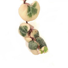 Load image into Gallery viewer, String of Hearts Variegated, 4.5in HB, Ceropegia