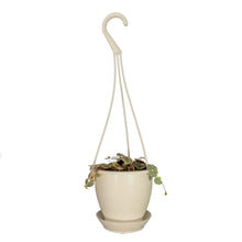 Load image into Gallery viewer, String of Hearts Variegated, 4.5in HB, Ceropegia