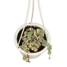 Load image into Gallery viewer, String of Hearts Variegated, 4.5in HB, Ceropegia
