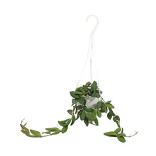 Load image into Gallery viewer, Hoya, 4.5in HB, sp aff Burtoniae