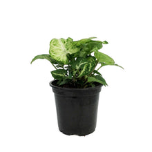 Load image into Gallery viewer, Syngonium, 4in, Robusta