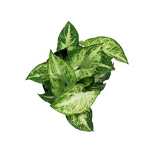 Load image into Gallery viewer, Syngonium, 4in, Robusta