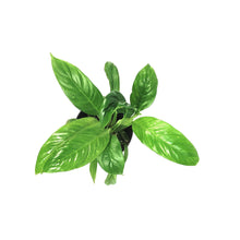 Load image into Gallery viewer, Philodendron, 4in, Lynette