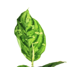 Load image into Gallery viewer, Aglaonema, 4in, Pictum Tricolor