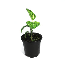 Load image into Gallery viewer, Aglaonema, 4in, Pictum Tricolor