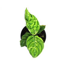 Load image into Gallery viewer, Aglaonema, 4in, Pictum Tricolor