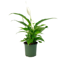 Load image into Gallery viewer, Spathiphyllum, 4in, Domino Peace Lily