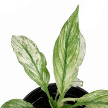 Load image into Gallery viewer, Spathiphyllum, 4in, Jessica Peace Lily