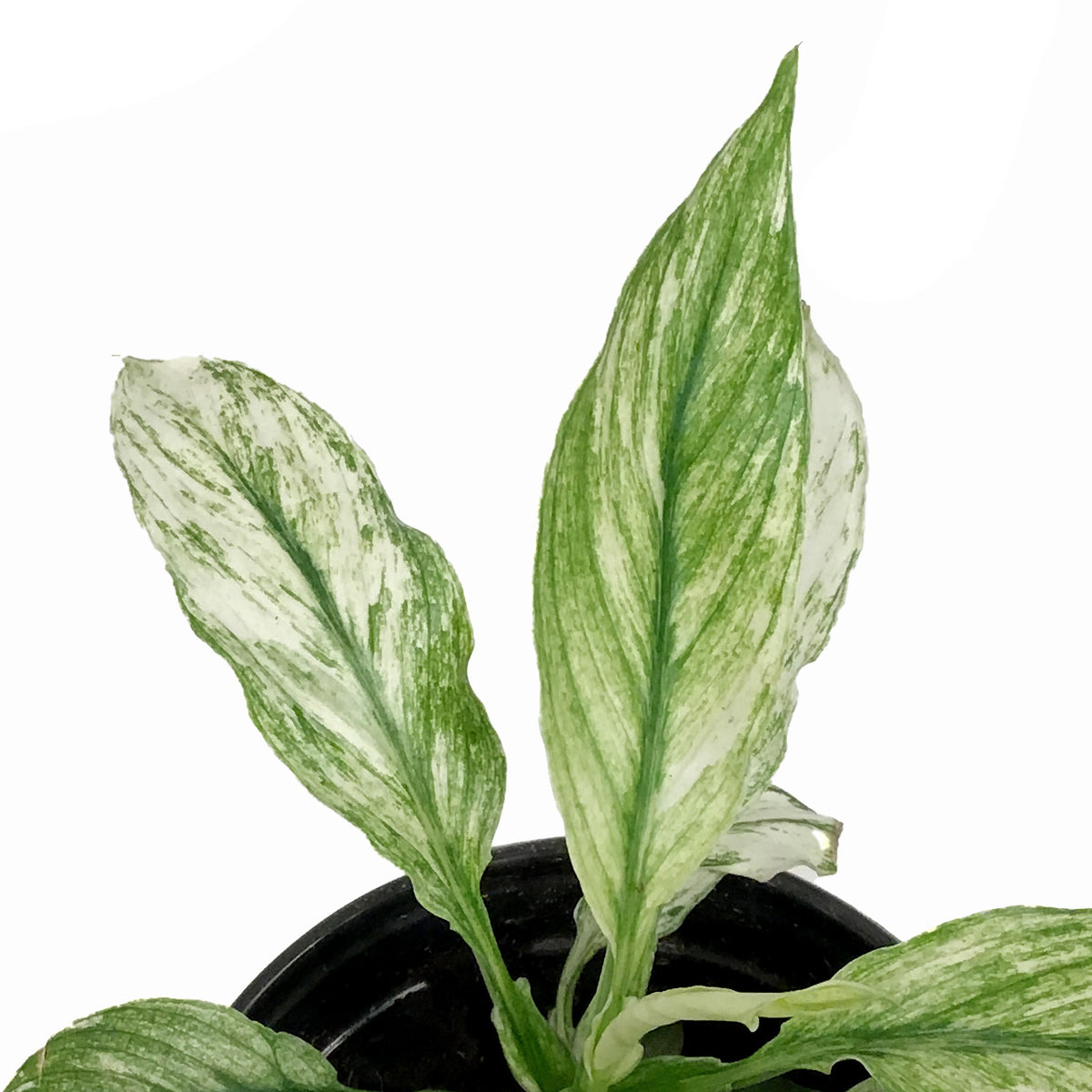 peace lily jessica Spathiphyllum, 4in, Jessica Peace Lily – Floral Acres Greenhouse & Garden  Centre