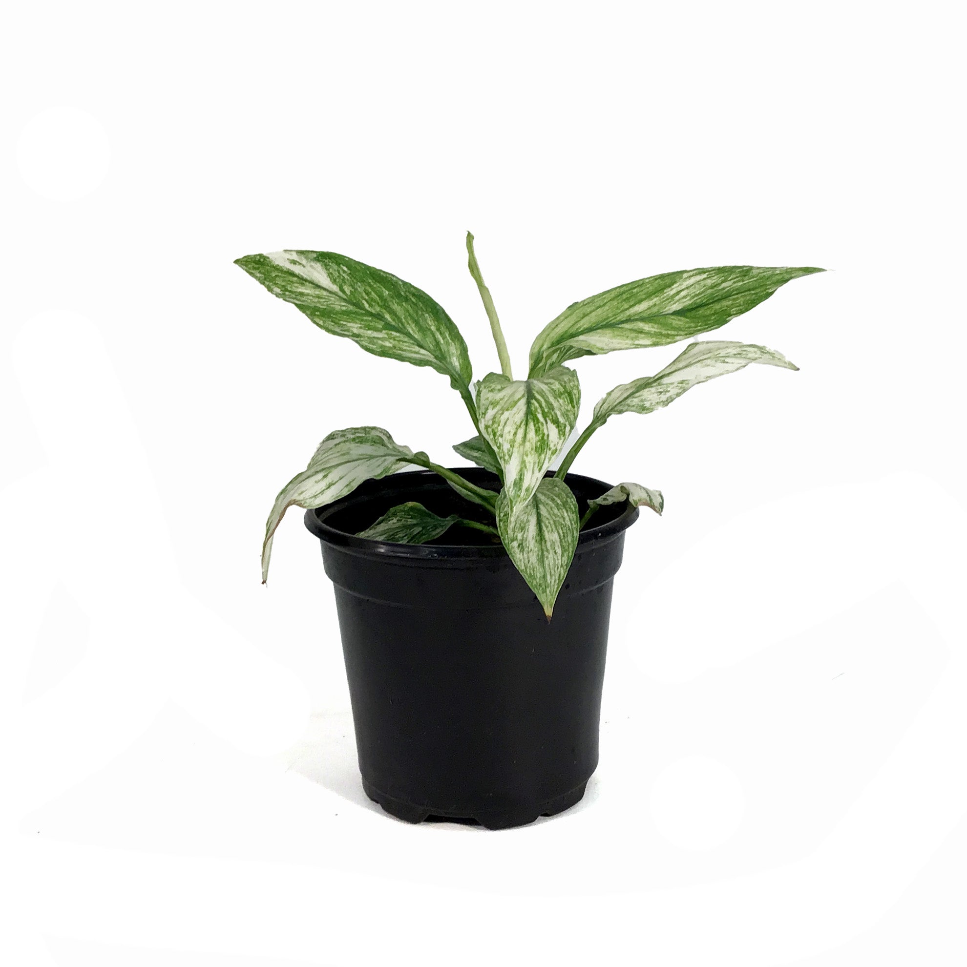 variegated peace lily jessica Spathiphyllum, 4in, Jessica Peace Lily