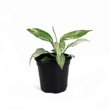 Load image into Gallery viewer, Spathiphyllum, 4in, Jessica Peace Lily