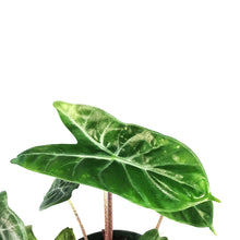 Load image into Gallery viewer, Alocasia, 6in, Ivory Coast