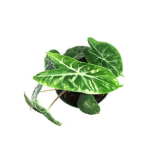 Load image into Gallery viewer, Alocasia, 6in, Ivory Coast