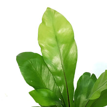 Load image into Gallery viewer, Fern, 4in, Bird's Nest