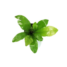 Load image into Gallery viewer, Fern, 4in, Bird's Nest