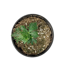 Load image into Gallery viewer, Aconitum, 1 gal, Arendsii Cloudy