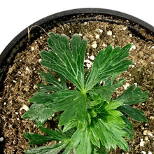 Load image into Gallery viewer, Aconitum, 1 gal, Arendsii Cloudy