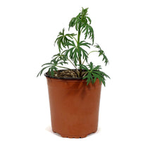 Load image into Gallery viewer, Aconitum, 1 gal, Henryi Sparks Variety