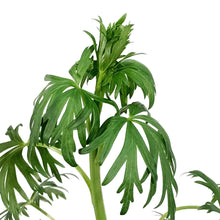 Load image into Gallery viewer, Aconitum, 1 gal, Henryi Sparks Variety